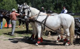 Regionalne Zawody w Powożeniu Zaprzęgami Parokonnymi