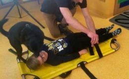 Prasownicy schroniska dla  bezdomnych psów opowiedzieli o swojej pracy
