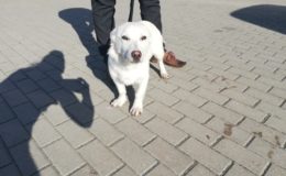 Ten piesek szuka domu