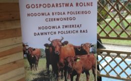 Odpalenie choinki na działdowskim rynku