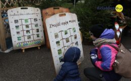 Odpalenie choinki na działdowskim rynku