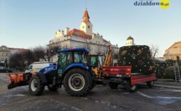 Przed działdowskim Ratuszem stoi już choinka [zdjęcia, film]