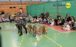 Pomoc dla bezdomnych psów