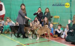 Pomoc dla bezdomnych psów