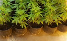 Marihuana, amfetamina i krzaczki konopi indyjskiej u mieszkańców gminy Działdowo