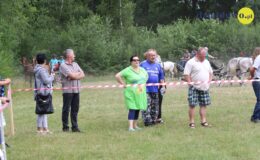 Zawody w powożeniu zaprzęgami