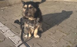 Kto przygarnie pieska