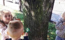 Projekt badawczy „Drzewo” w  Przedszkolu nr 4 w Działdowie [zdjęcia]