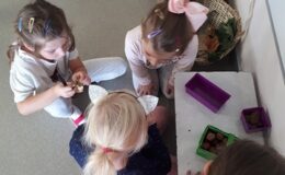 Projekt badawczy „Drzewo” w  Przedszkolu nr 4 w Działdowie