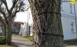 Choinka rozbłyśnie 6 grudnia