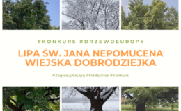 Ruszyło głosowanie na Europejskie Drzewo Roku 2021. Polskę reprezentuje Lipa św. Jana Nepomucena z Dulczy Wielkiej