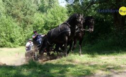 Zawody zaprzęgów parokonnych w Malinowie
