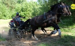 Zawody zaprzęgów parokonnych w Malinowie