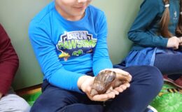 Ślimaki afrykańskie i żółw lamparci w Przedszkolu nr 3