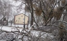 Konar spadł na kobietę poruszającą się chodnikiem
