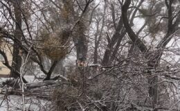 Konar spadł na kobietę poruszającą się chodnikiem