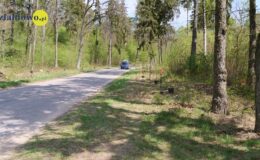 100 drzew na 100 lecie powiatu – łączymy historię z naturą [zdjęcia]