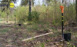 100 drzew na 100 lecie powiatu – łączymy historię z naturą [zdjęcia]