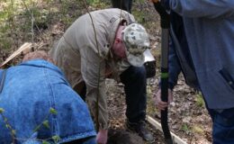 100 drzew na 100 lecie powiatu –  łączymy historię z naturą