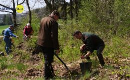 100 drzew na 100 lecie powiatu –  łączymy historię z naturą
