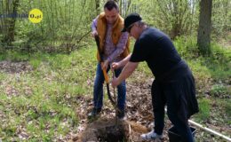 100 drzew na 100 lecie powiatu –  łączymy historię z naturą