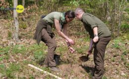 100 drzew na 100 lecie powiatu –  łączymy historię z naturą