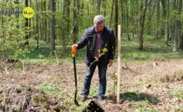 100 drzew na 100 lecie powiatu –  łączymy historię z naturą