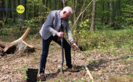 100 drzew na 100 lecie powiatu –  łączymy historię z naturą