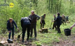 100 drzew na 100 lecie powiatu –  łączymy historię z naturą