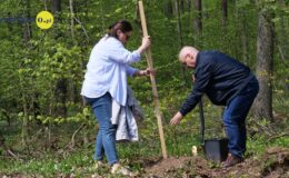 100 drzew na 100 lecie powiatu –  łączymy historię z naturą