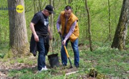100 drzew na 100 lecie powiatu –  łączymy historię z naturą