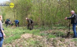 100 drzew na 100 lecie powiatu –  łączymy historię z naturą