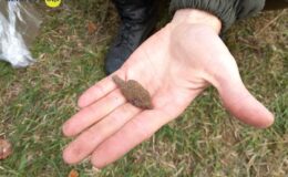Archeolodzy na zamku – w poszukiwaniu tajemniczej palisady