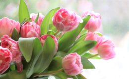 bukiet kwiatów - tulipanów