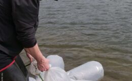 W naszym zbiorniku wodnym, pojawił się już pierwszy narybek