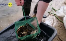 W naszym zbiorniku wodnym, pojawił się już pierwszy narybek