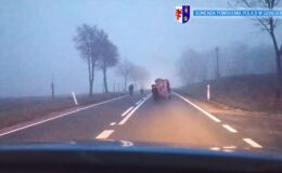 zwierzęta idące drogą przed radiowozem / Fot. kadr z nagrania policyjnego