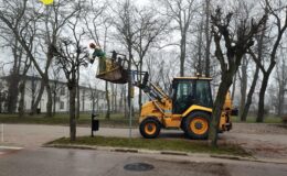 pracownicy Miejskiej Służby Drogowej robią cięcia korekcyjne drzew