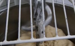 Najlepsze pączki w Działdowie od Marka