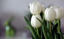 kwiaty, tulipany