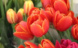 kwiaty, tulipany