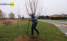 burmistrz Grzegorz Mrowiński sadzi drzewo