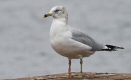 Unikalne zdjęcia mewy delawarskiej autorstwa Marii Wilkowskiej