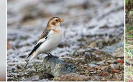 Zimorodek i Dzięcioł Zielony, Śnieguła - Plectrophenax nivalis Fot. Maria Wilkowska/FOCUS