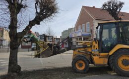 Trwają prace pielęgnacyjne drzew – wiosna coraz bliżej