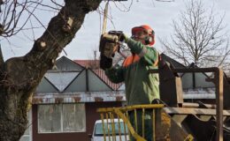 Trwają prace pielęgnacyjne drzew – wiosna coraz bliżej