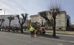 prace konserwacyjne drzew na ul. Jagiełły w Działdowie