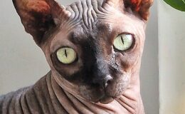 kot