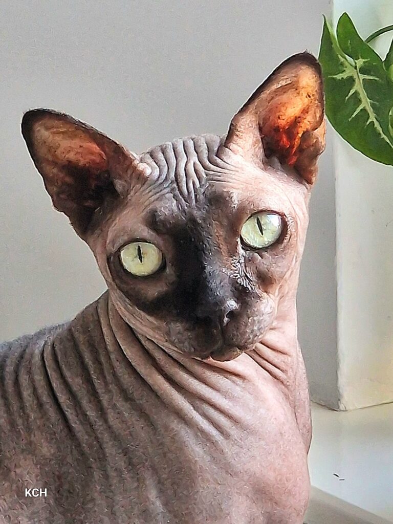 kot