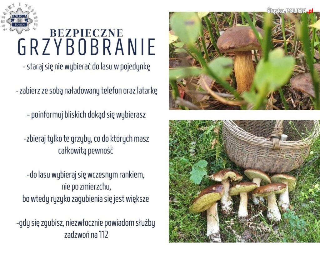 Bezpieczne grzybobranie - wskazówki od policjantów zdjęcia grzybów i krótka informacja na temat bezpiecznego grzybobrania